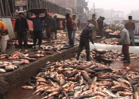 fish-market-lahore-markets