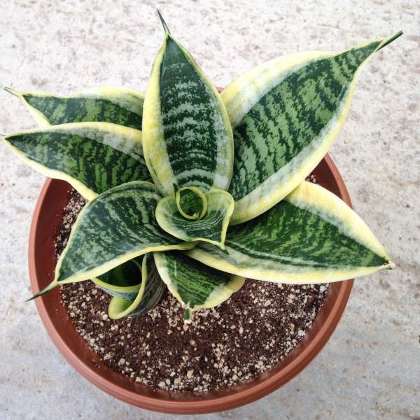 SNAKE-Top 10 Indoor Plants that Produce the most Oxygen