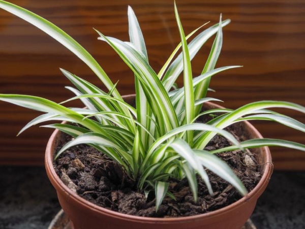 SPIDER-Top 10 Indoor Plants that Produce the most Oxygen